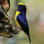 Organiste à calotte jaune