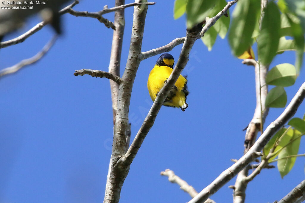 Organiste à gorge jaune mâle adulte, identification