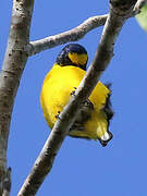 Yellow-throated Euphonia