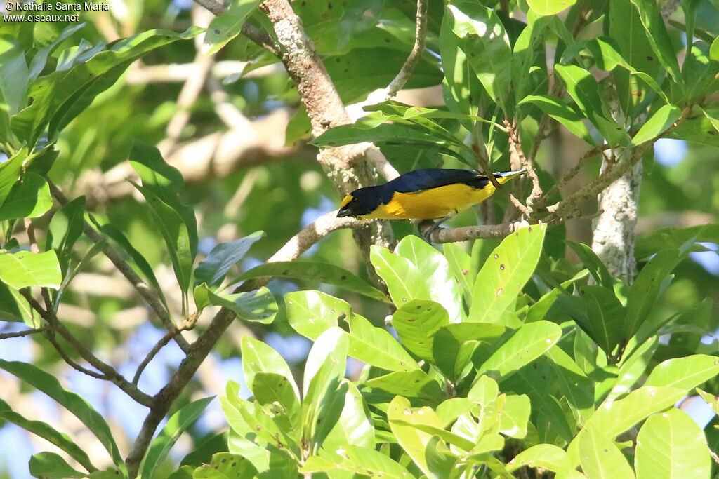 Yellow-throated Euphonia male, identification