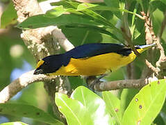 Yellow-throated Euphonia