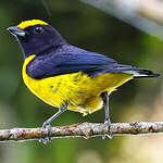 Organiste à ventre orange