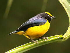 Orange-bellied Euphonia