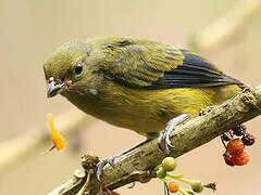 Orange-bellied Euphonia