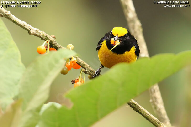 Orange-bellied Euphonia male adult, identification, feeding habits, eats