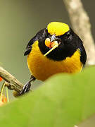 Orange-bellied Euphonia