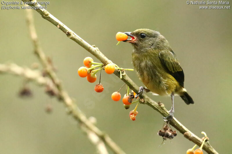 Orange-bellied Euphoniajuvenile, identification, feeding habits, eats