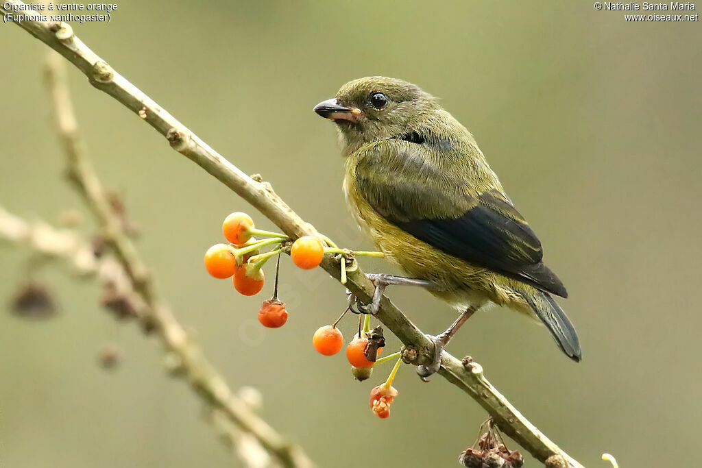 Organiste à ventre orangejuvénile, identification