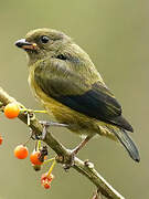 Orange-bellied Euphonia