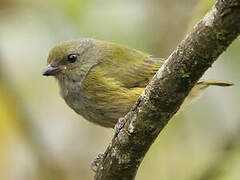 Orange-bellied Euphonia