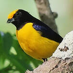 Organiste à ventre orange