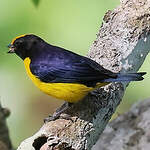 Organiste à ventre orange