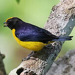 Organiste à ventre orange