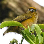 Organiste à ventre orange