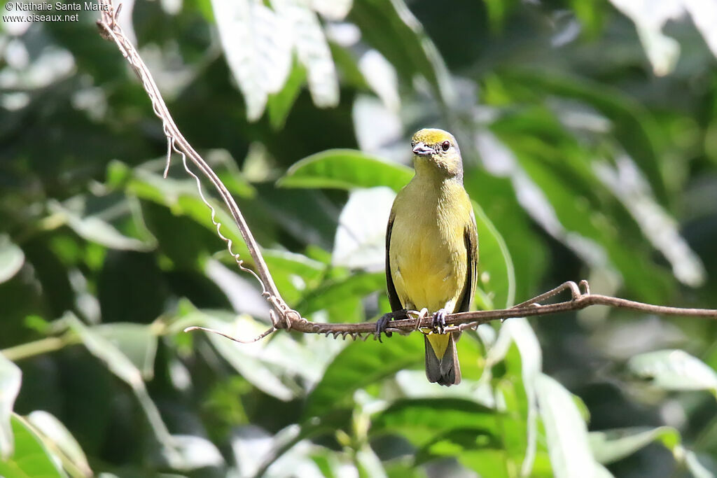 Scrub Euphonia female adult, identification