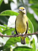 Scrub Euphonia