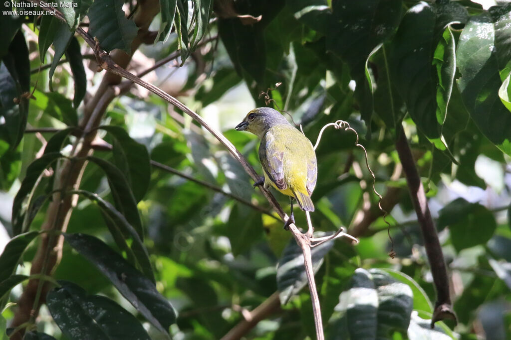 Scrub Euphonia female adult, identification