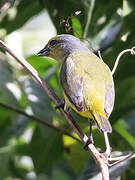 Scrub Euphonia