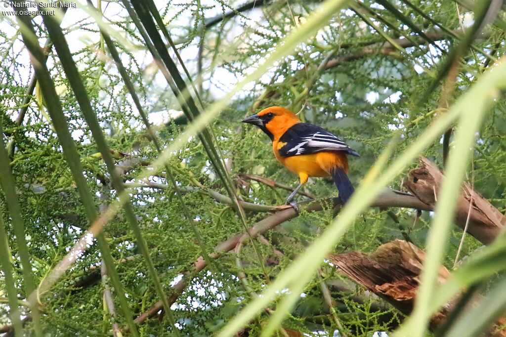 Oriole à gros becadulte, identification