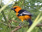 Oriole à gros bec