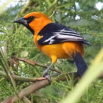 Oriole à gros bec