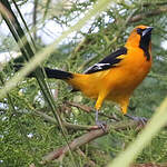 Oriole à gros bec