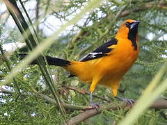 Oriole à gros bec