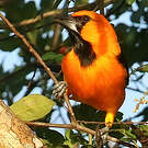 Oriole à gros bec