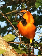 Altamira Oriole