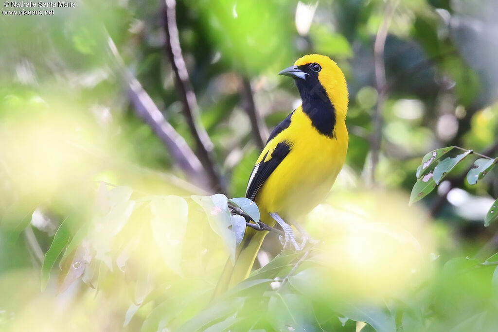 Oriole à queue jaune mâle adulte, identification