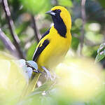 Oriole à queue jaune