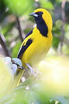 Oriole à queue jaune