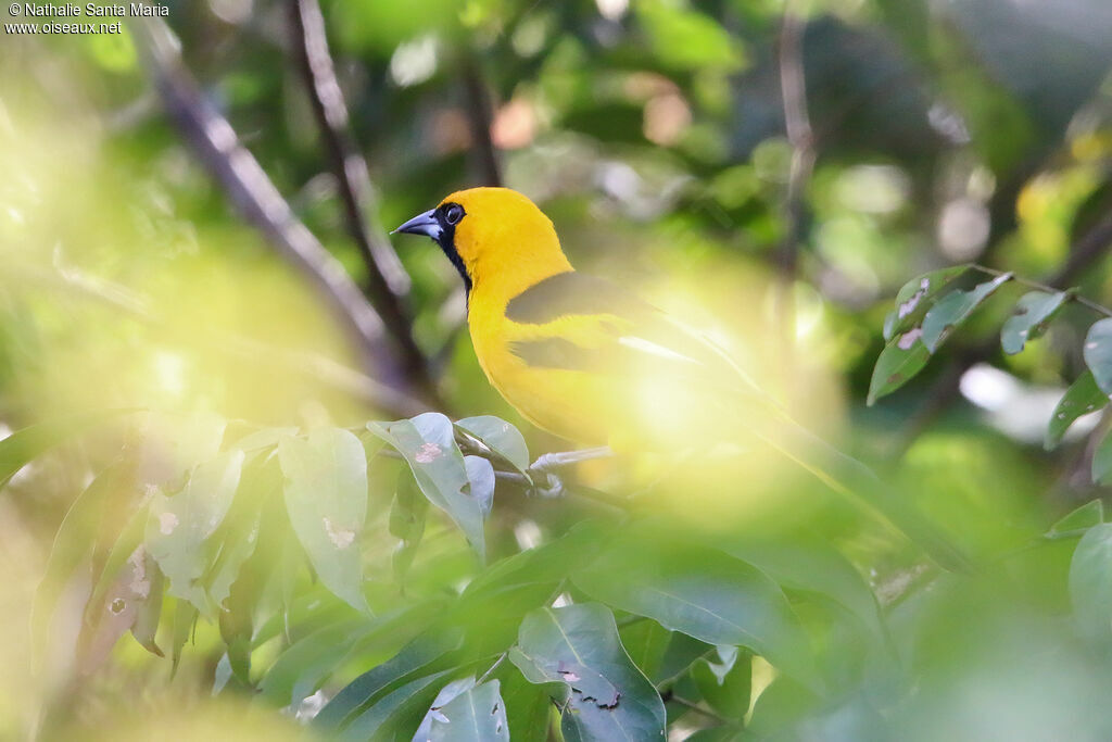 Oriole à queue jaune mâle adulte, identification