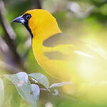 Oriole à queue jaune