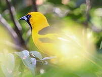 Oriole à queue jaune