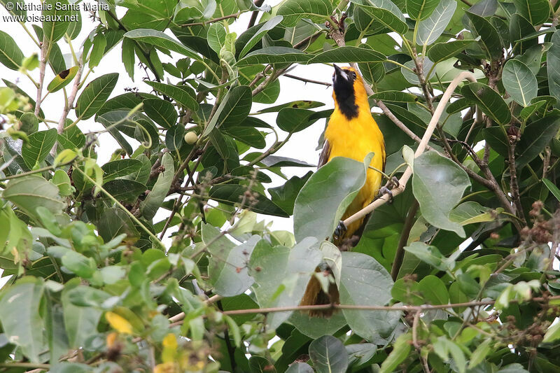 Yellow-tailed Orioleadult, habitat