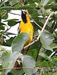 Oriole à queue jaune