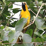 Oriole à queue jaune