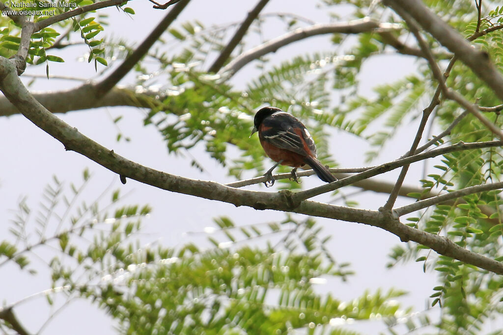 Oriole des vergers mâle adulte, identification