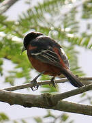 Orchard Oriole