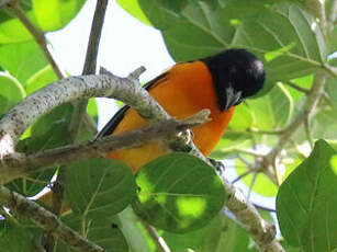 Oriole du Nord