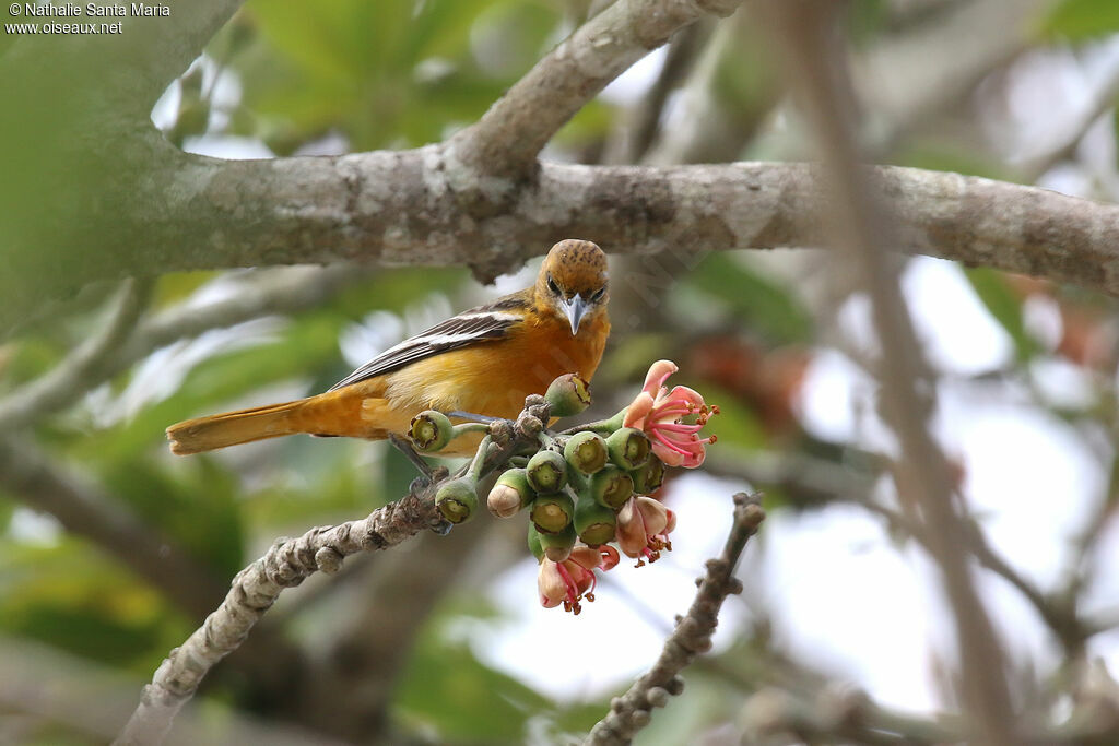 Baltimore Oriole female adult, identification