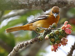 Oriole du Nord