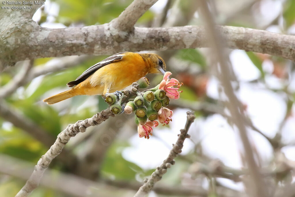 Oriole du Nord femelle adulte, identification, régime