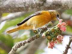 Baltimore Oriole