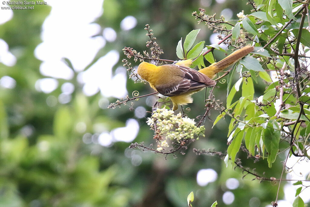 Oriole masqué femelle adulte, identification, mange