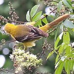 Oriole masqué