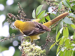 Oriole masqué