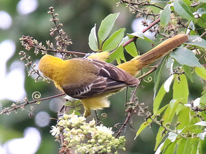 Oriole masqué