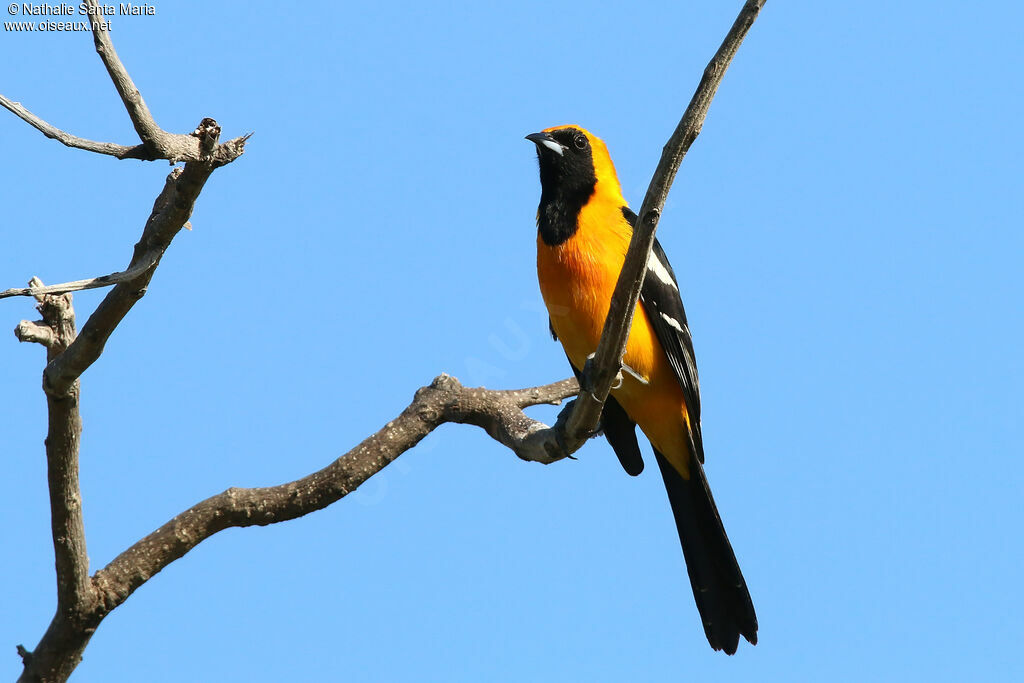 Oriole masqué mâle adulte, identification